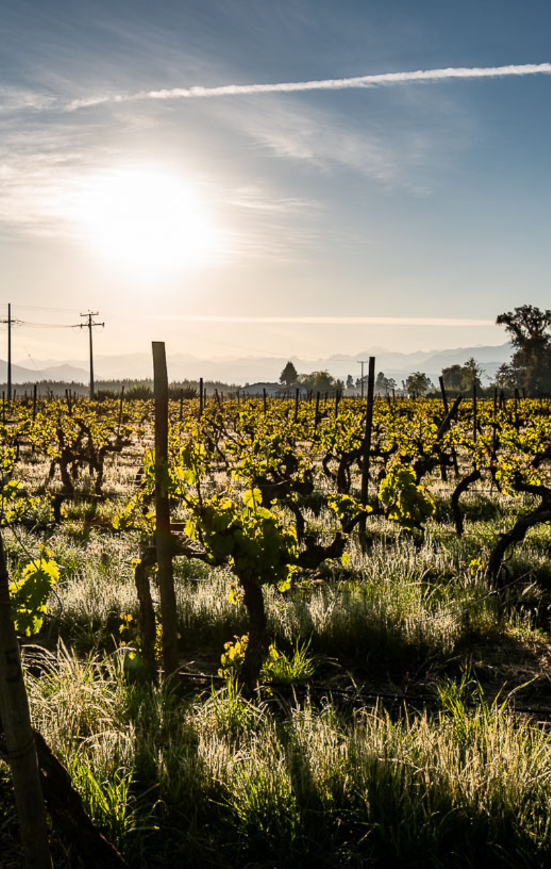 Nuestros Viñedos
