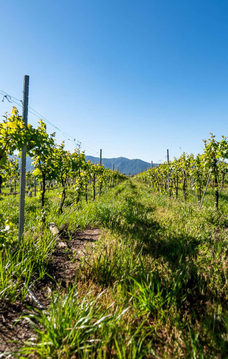 Nuestros Viñedos